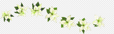 Poinsettia (white)