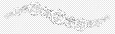 Roses1