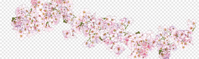 hb-桜の花