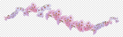 hb-桜の花（影）
