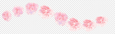 Carnation (Pale pink)