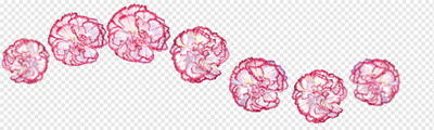 Carnation (White pink)