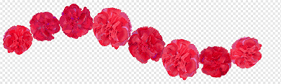 Carnation (Dark red)