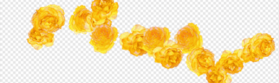 Rose (Yellow / Spray)