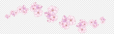 Cherry Blossom (realistic) Stamp2