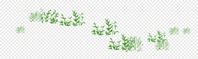 Forest Grass