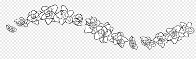 kr-Hydrangea (double petals)